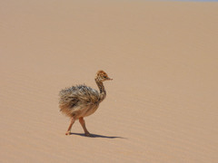 Common Ostrich photo 4