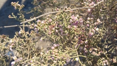 Tamarix aucheriana