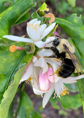 Bombus impatiens image