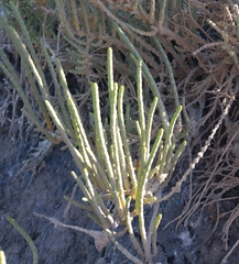 Halocnemum strobilaceum