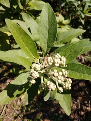 Pluchea carolinensis