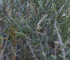 Halocnemum strobilaceum