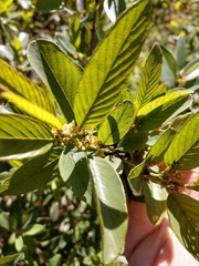 Karwinskia humboldtiana