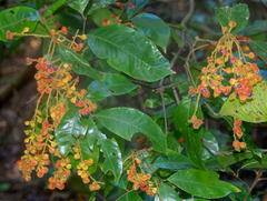 Mischocarpus lachnocarpus