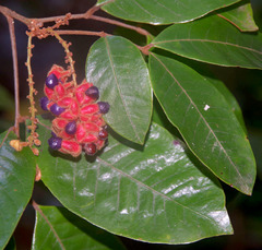 Mischocarpus lachnocarpus