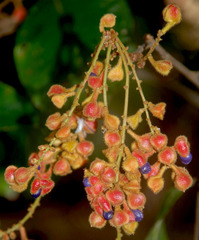 Mischocarpus lachnocarpus