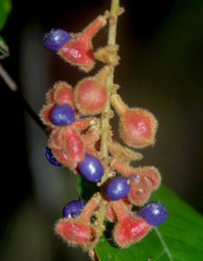 Mischocarpus lachnocarpus