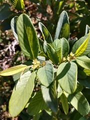 Karwinskia humboldtiana