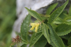 Paederota lutea