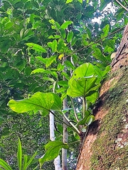 Philodendron fragrantissimum