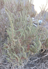 Halocnemum strobilaceum