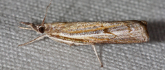 Fissicrambus hemiochrellus
