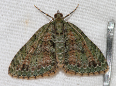 Hammaptera parinotata