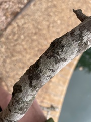 Hyperphyscia syncolla