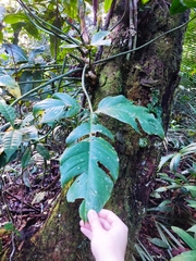 Philodendron hylaeae