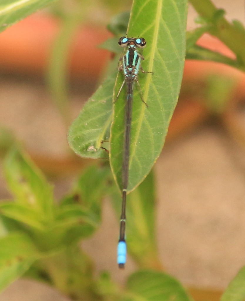 Acanthagrion cuyabae