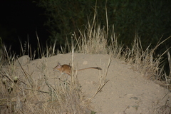 Meriones persicus