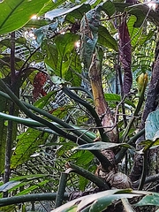 Philodendron hylaeae