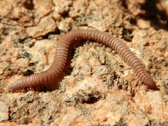 Tynommatidae