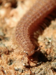 Tynommatidae