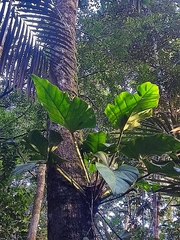 Philodendron fragrantissimum