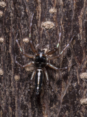 Cosmophasis baehrae
