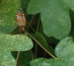 Deraeocoris olivaceus