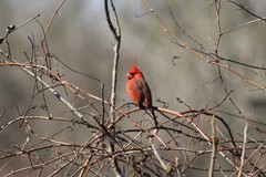 Cardinalis cardinalis