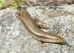 Heremites vittatus