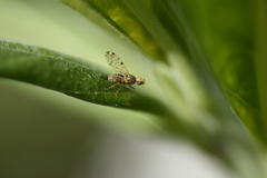 Campiglossa sororcula