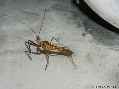 Isocondylus elongatus