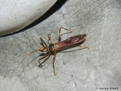Isocondylus elongatus
