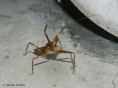 Isocondylus elongatus