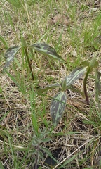 Trillium recurvatum