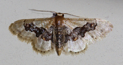 Idaea gemmata