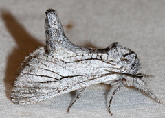 Inguromorpha itzalana