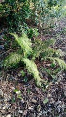 Asplenium × lucrosum