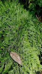 Asplenium × lucrosum