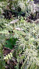 Asplenium × lucrosum