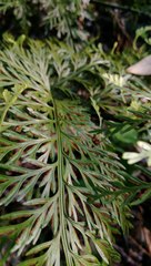 Asplenium × lucrosum