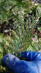 Asplenium × lucrosum