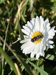 Platycheirus trichopus