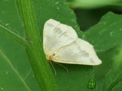 Macaria ribearia
