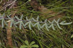 Pellaea ternifolia