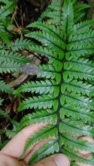Polystichum neozelandicum neozelandicum