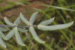 Pellaea ternifolia