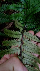 Polystichum neozelandicum neozelandicum