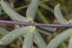 Pellaea ternifolia