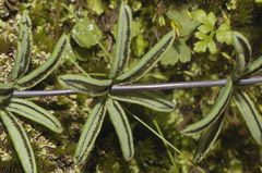 Pellaea ternifolia