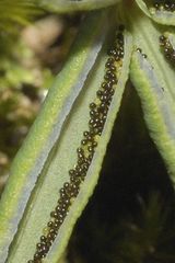 Pellaea ternifolia